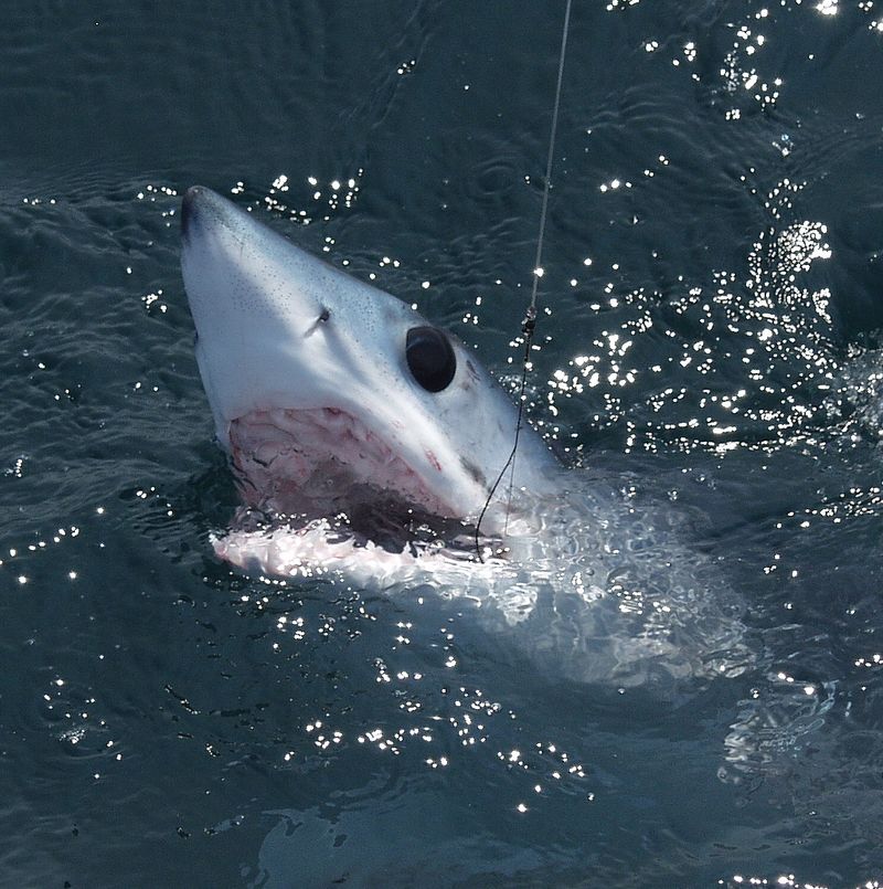 Shark Fishing Species Guide for Anglers