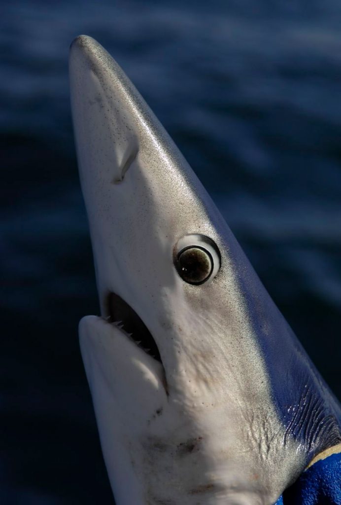 Shark Fishing Species Guide for Anglers